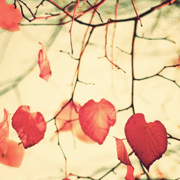 Listy ve tvaru srdce na podzim — Stock fotografie