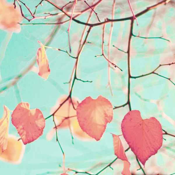 Φθινόπωρο καρδιά-διαμορφωμένα φύλλα — Φωτογραφία Αρχείου