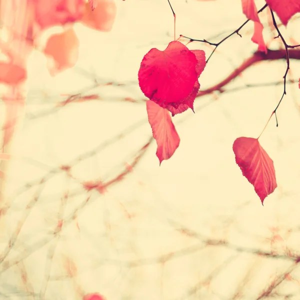 Hojas de otoño en forma de corazón — Foto de Stock