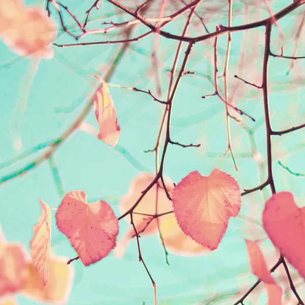 Hojas de otoño en forma de corazón — Foto de Stock