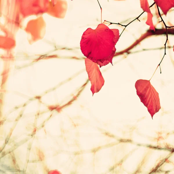 Foglie d'autunno a forma di cuore — Foto Stock