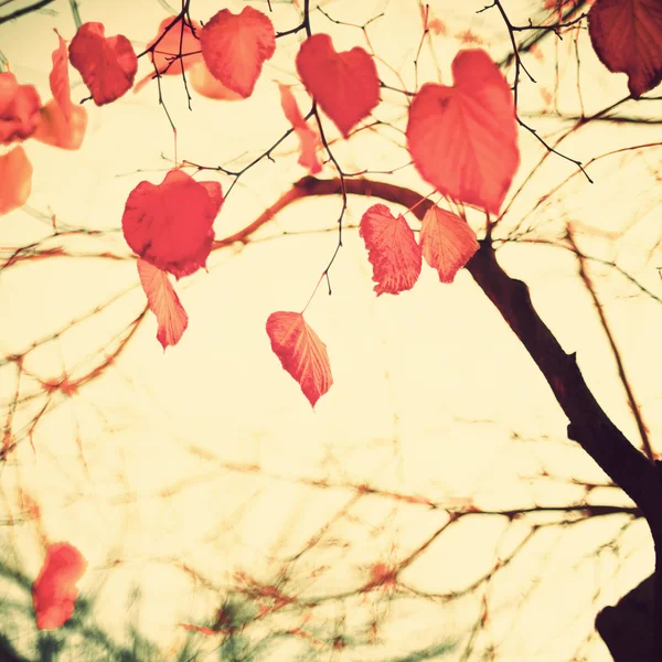 Осенние листья в форме сердца — стоковое фото
