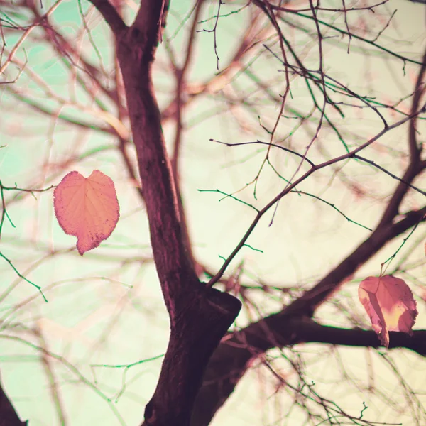 Hojas de otoño en forma de corazón — Foto de Stock