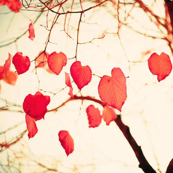 Liście sercowate jesień — Zdjęcie stockowe