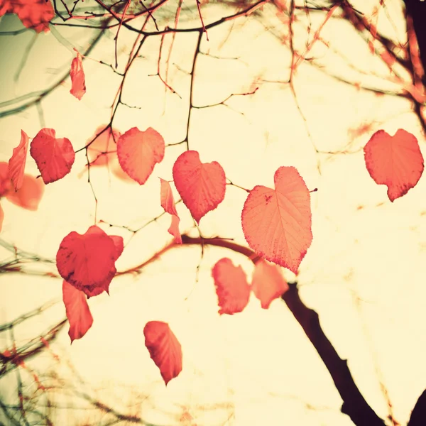 Herzförmige Herbstblätter — Stockfoto