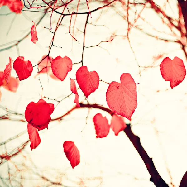 Feuilles d'automne en forme de coeur — Photo