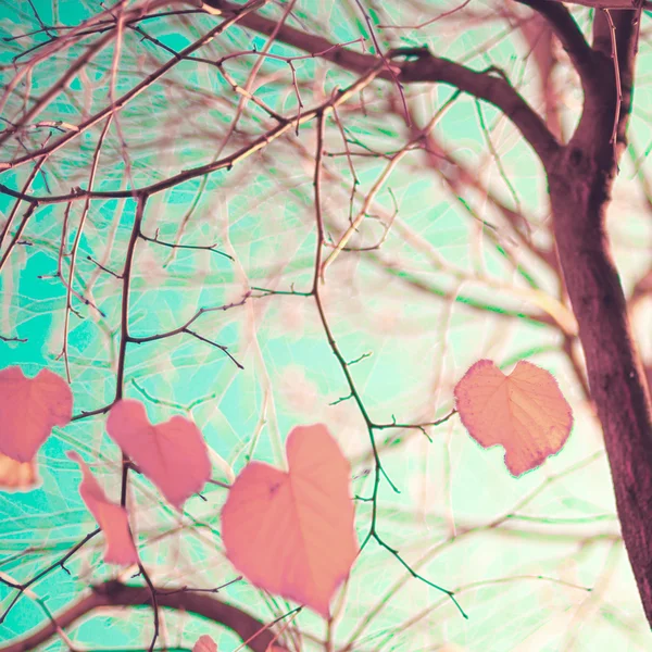 Hojas de otoño en forma de corazón — Foto de Stock