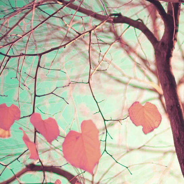 Hojas de otoño en forma de corazón — Foto de Stock