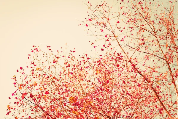 Feuilles d'automne rouge pastel — Photo