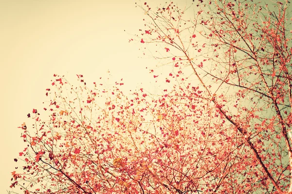 Pastel red autumn leafs — Stock Photo, Image