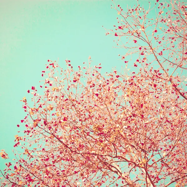 Hojas de otoño rojo pastel —  Fotos de Stock