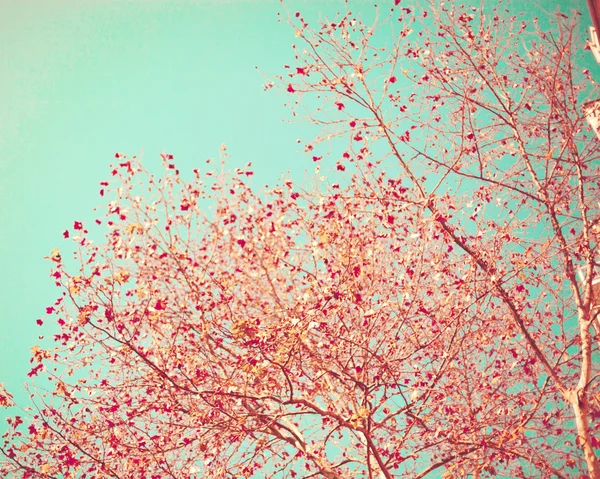 パステル赤秋を葉します。 — ストック写真