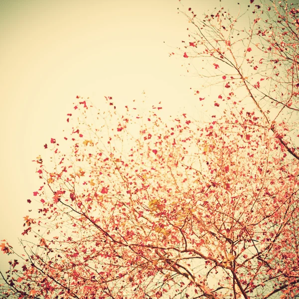 Hojas de otoño rojo pastel — Foto de Stock