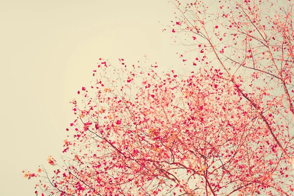 Pastel red autumn leafs — Stock Photo, Image