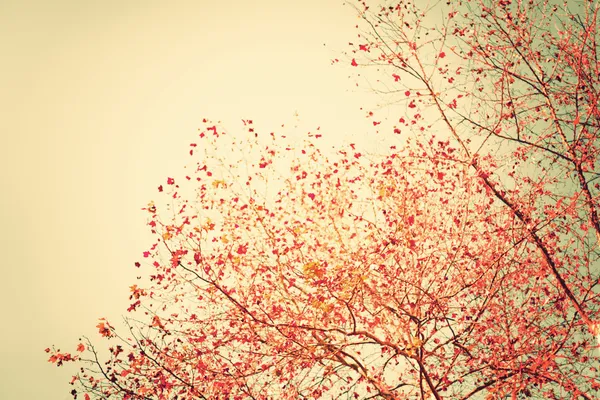 Pastel red autumn leafs — Stock Photo, Image