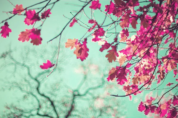 Roodachtig herfst bladeren — Stockfoto