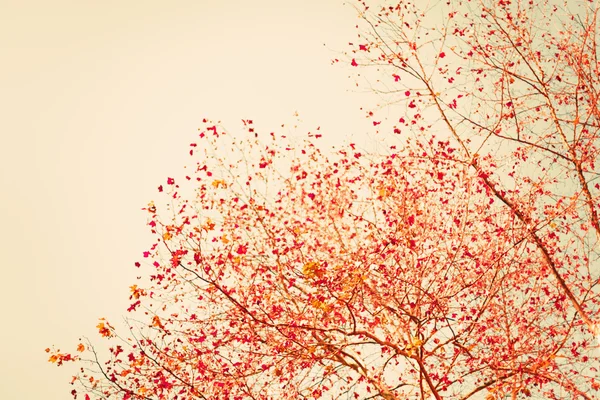 赤い秋を葉します。 — ストック写真