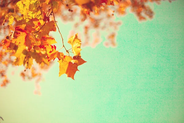 Folhas de outono de ouro — Fotografia de Stock
