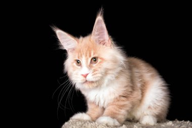 Siyah arka planda beyaz bir rakun yavrusu..