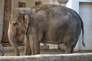 Büyük bir fil, büyük bir ot topundan ot yiyor..