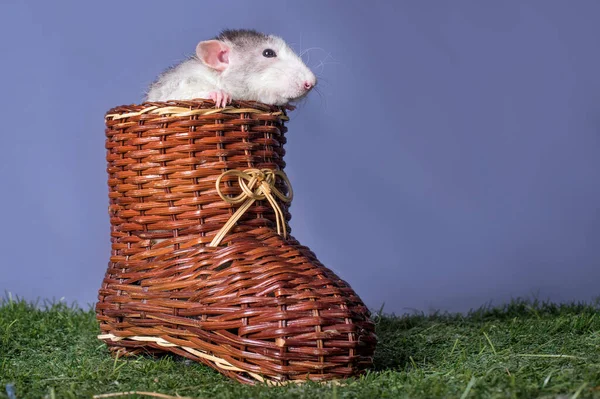 Cute Rat Dumbo Sitting Big Wooden Shoe — Stock Photo, Image