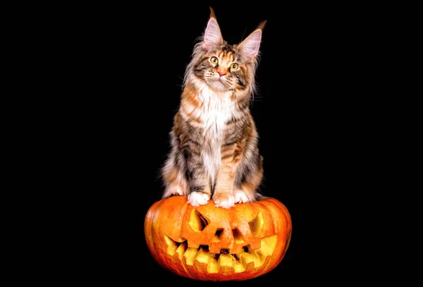 Brilhante Dia Das Bruxas Abóbora Maine Coon Gato Sobre Ele Imagem De Stock