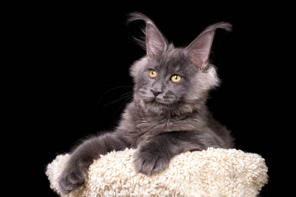 Blå Maine Coon Kattunge Svart Bakgrund — Stockfoto