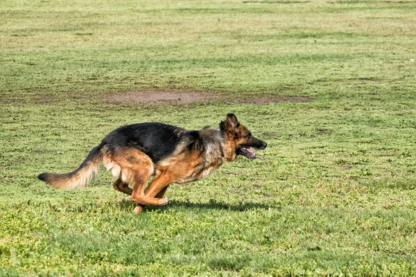 爆発物を袋に入れる訓練中の警察の盗聴犬 — ストック写真