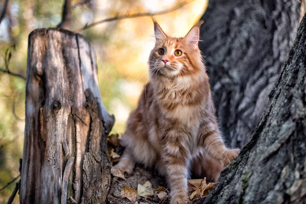 Grande Gattino Rosso Maine Coon Seduto Albero Una Foresta Estate — Foto Stock