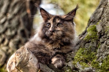 Yazın ormanda ağaçta oturan büyük kırmızı bir rakun yavrusu..