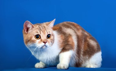 Mavi arka planda safkan bir İskoç heteroseksüel erkek kedi.