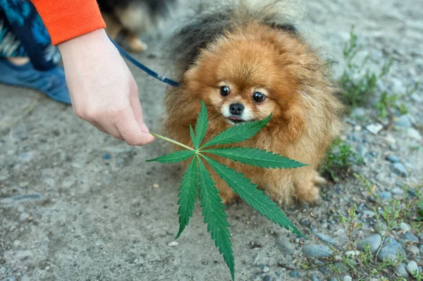 Cão Farejando Uma Folha Cannabis Para Ser Treinado Para Detectar — Fotografia de Stock