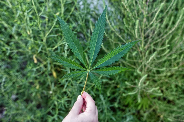 Ein Blatt Cannabispflanze Einer Weiblichen Hand — Stockfoto