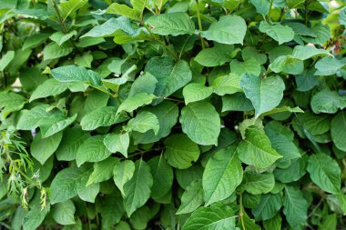 Yeşil yaprak dokusu. Taze yeşillik koruma arkaplanı.