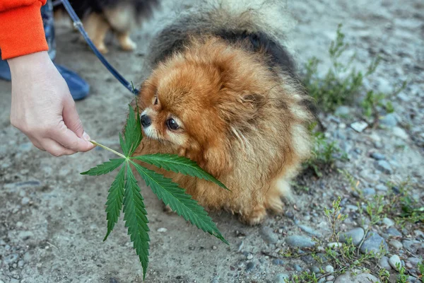 Egy Kutya Szagolgatja Kannabiszt Hogy Begyógyszerezhesse Drogokat — Stock Fotó