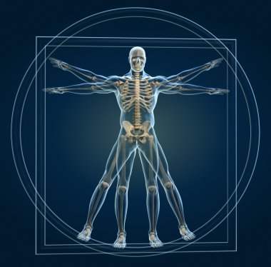 Body and skeleton in vitruvian man  clipart