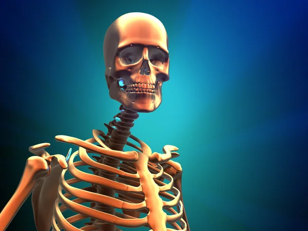 Human skeleton — Stock Photo, Image