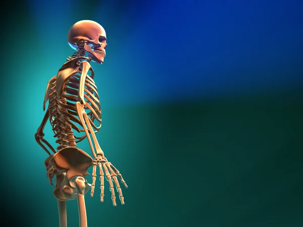 Skeleton — Stock Photo, Image