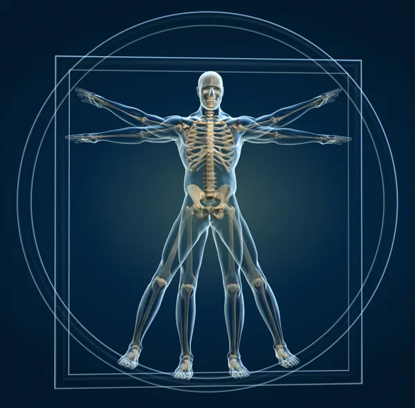 Tělo a kostry v vitruvian man — Stock fotografie