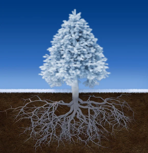 Undecorated white christmas tree — Stock Photo, Image