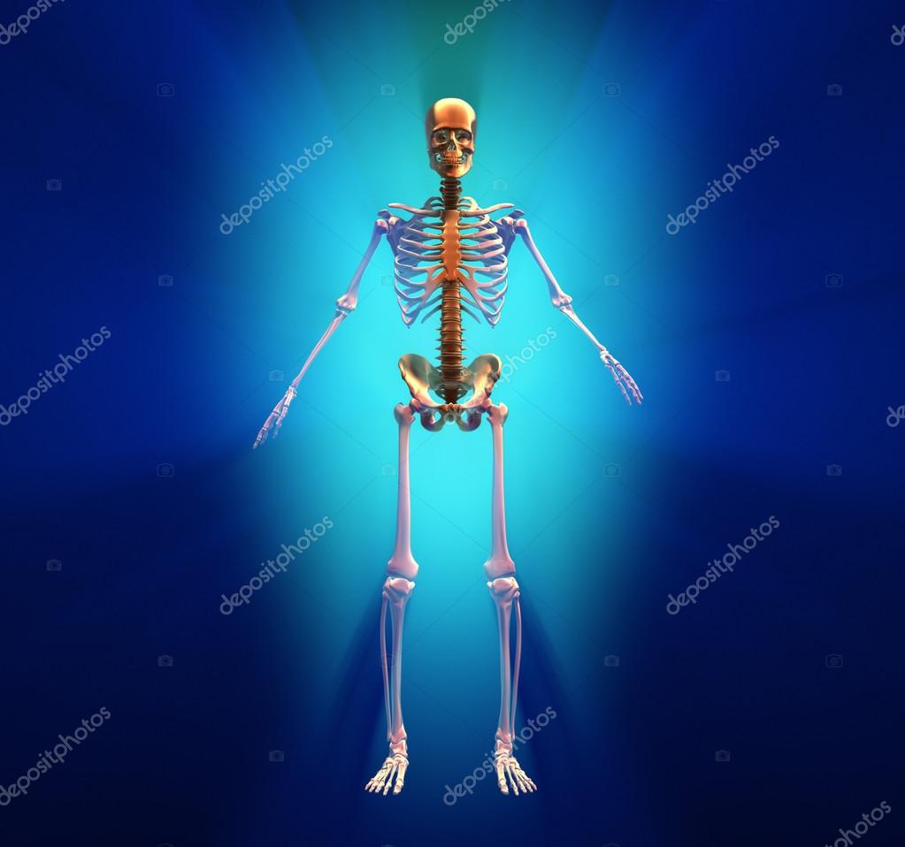 解剖学写真素材 ロイヤリティフリー解剖学画像 Depositphotos