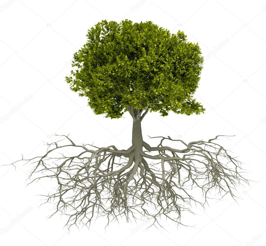Tree with root