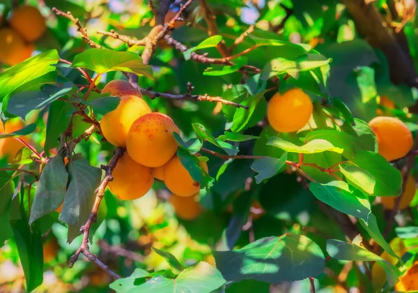 Kayısı meyveleri, taze, sulu portakal dallarında yeşil yapraklar, yaz güneşli manzaralar, yakın kayısı ağaçları.