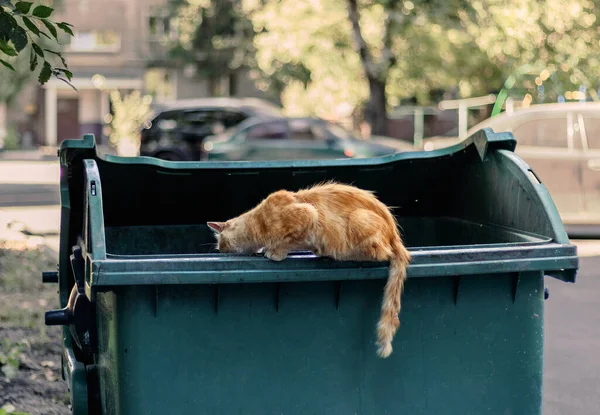 Cityscape Gember Dakloze Grote Kat Zit Een Plastic Vuilnisbak Kijkt — Stockfoto