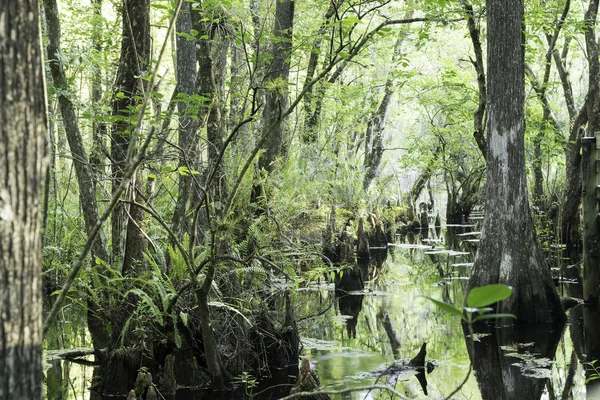 Many Cypress Tree Stumps View At Swamp — Stock Photo, Image