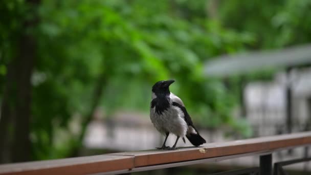 一只喜鹊坐在一个夏季公园里.欧亚的黑白喜鹊. — 图库视频影像