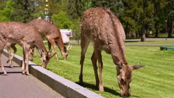 Young deer walk in the park — Stock Video