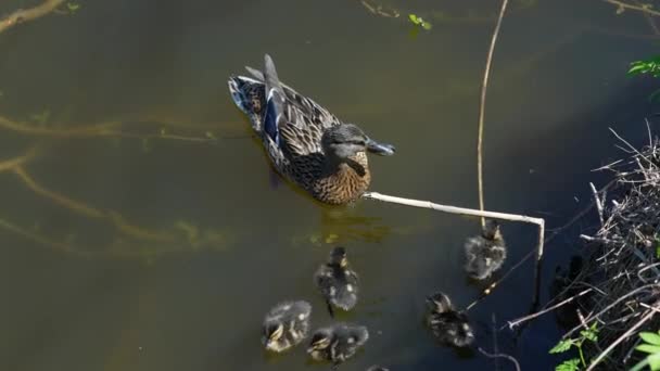 Uma grande mãe pato, patinhos descansar na costa do reservatório e nadar. — Vídeo de Stock