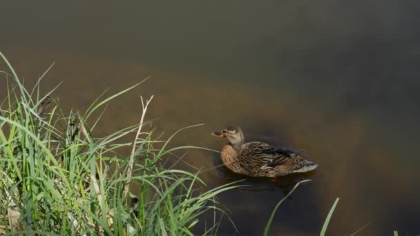 Une grande mère canard, les canetons se reposent sur le rivage du réservoir et nagent. — Video