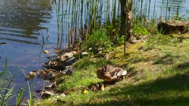 Duża kaczka matka, kaczątka odpoczywają na brzegu zbiornika i pływają. — Wideo stockowe